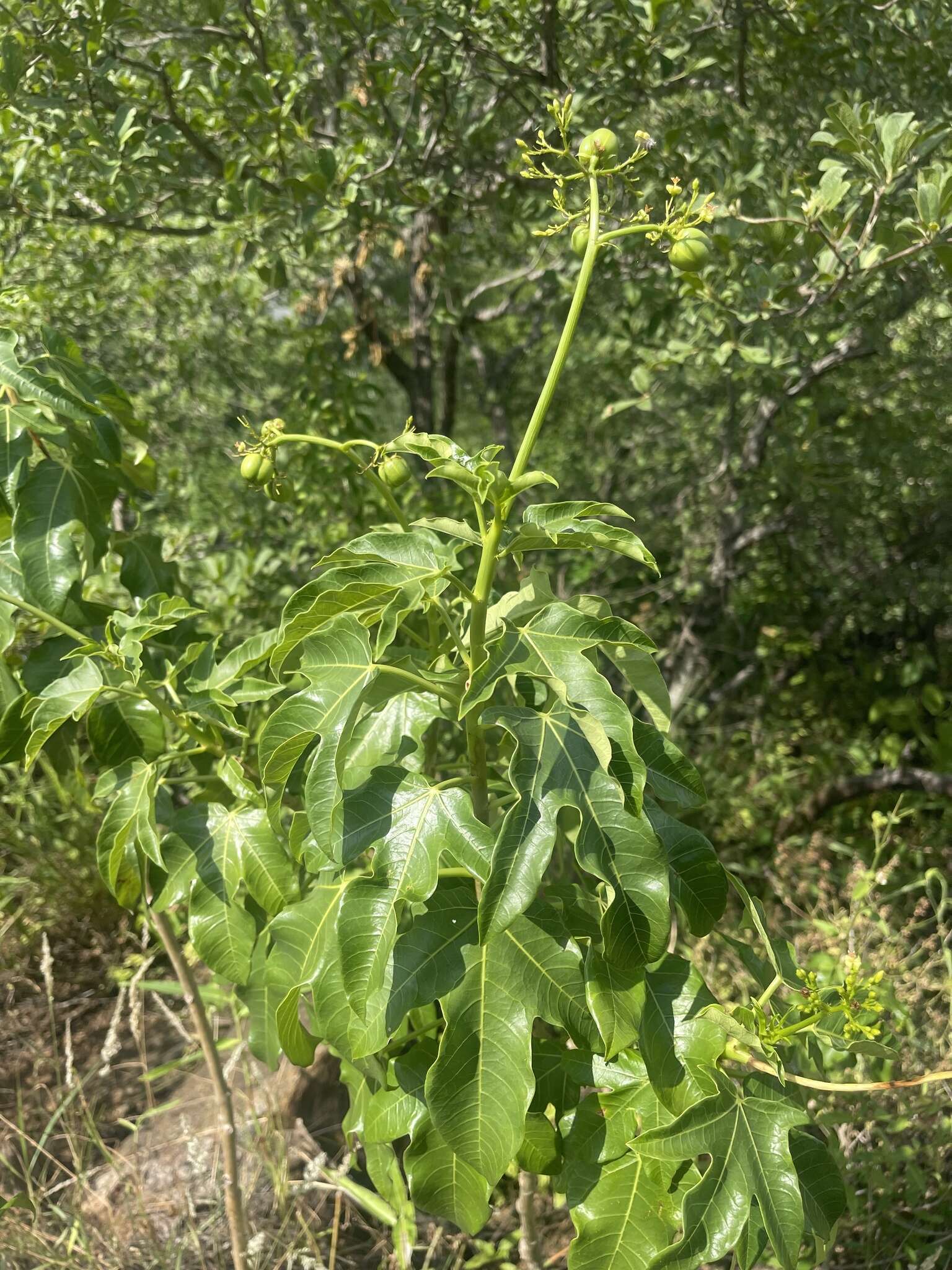 Image of Jatropha variifolia Pax