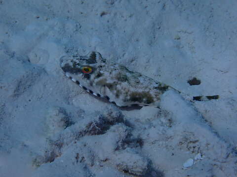 Image of Bandtail puffer