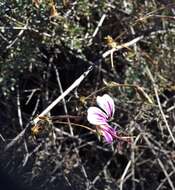 Image of Pelargonium antidysentericum subsp. inerme A. G. Scheltema