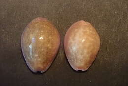 Image of Cowrie