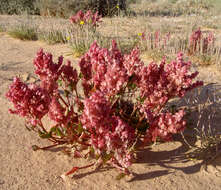 Rumex vesicarius L. resmi