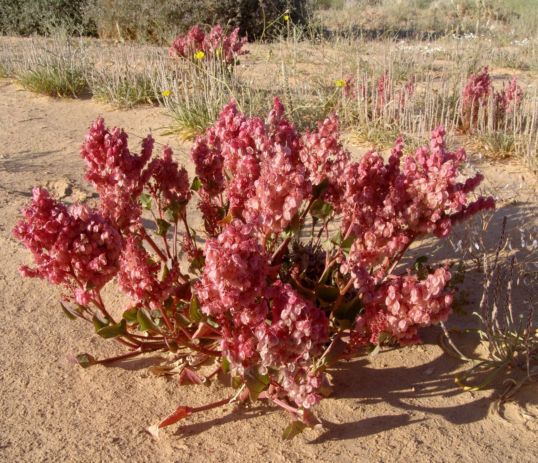 Rumex vesicarius L.的圖片