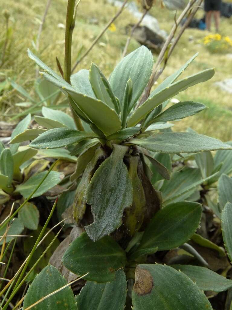 Image of Celmisia bonplandii (J. Buch.) Allan