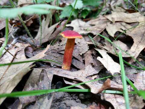 Image of Hortiboletus campestris (A. H. Sm. & Thiers) Biketova & Wasser 2015