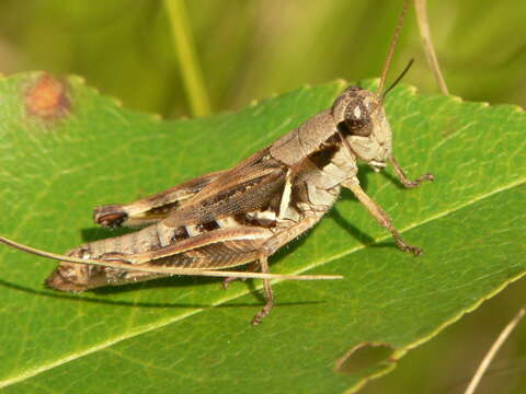 Image of Huckleberry Grasshopper