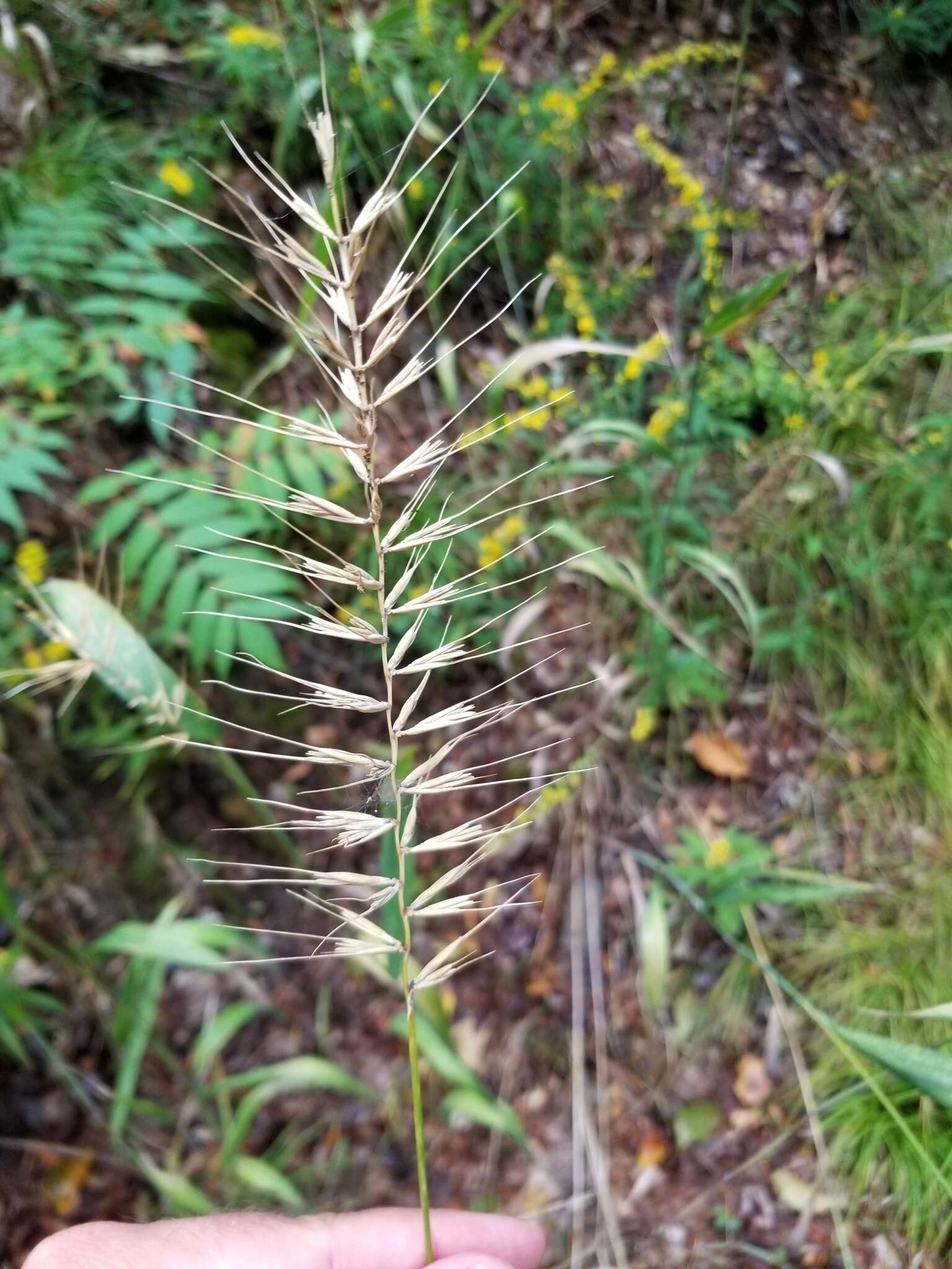 Imagem de Elymus hystrix var. hystrix