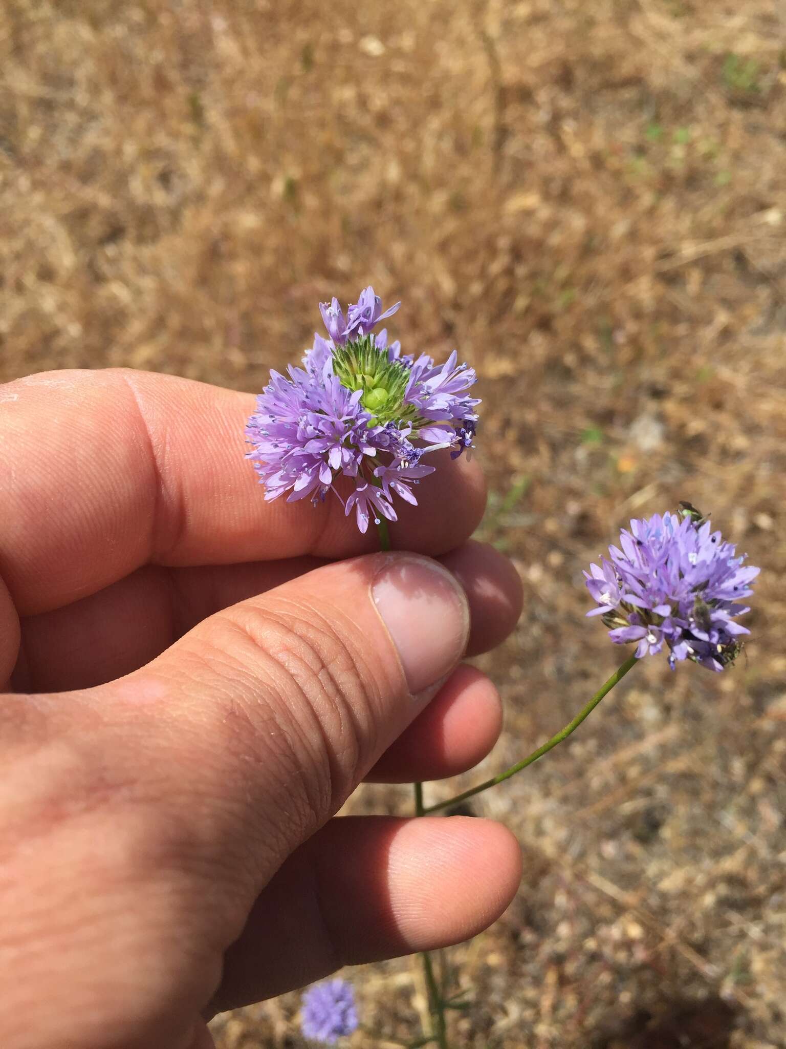 Image of bluehead gilia