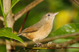 Image of Rufous Shrikethrush