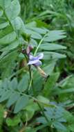 Image of bush vetch