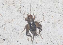 Image of Mormon Ground Cricket