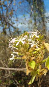 Image de Combretum albiflorum (Tul.) C. C. H. Jongkind