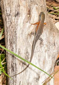 Image of Open-litter Rainbow-skink