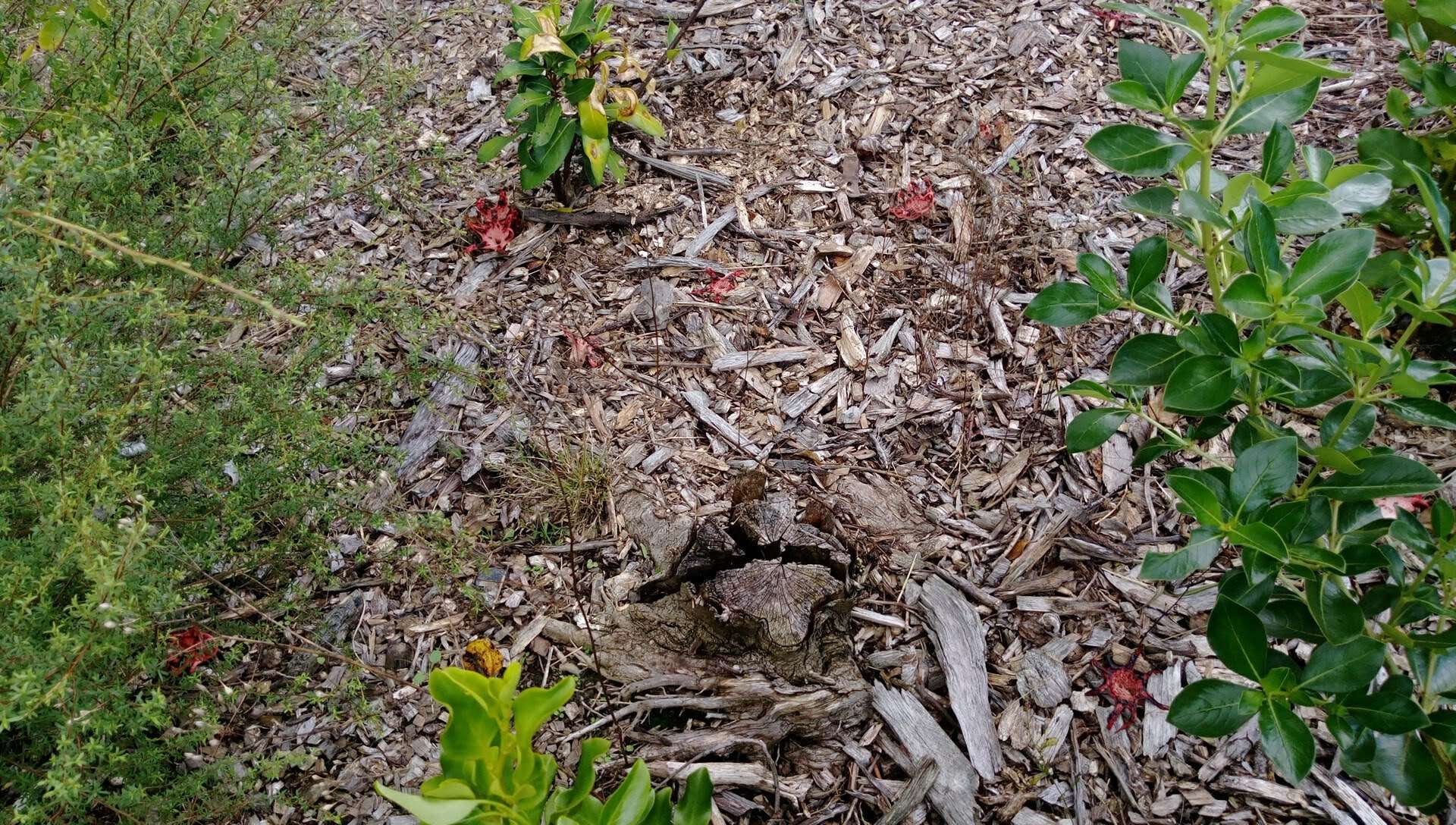 Image of octopus stinkhorn