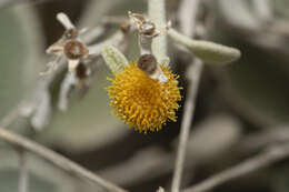 Image of Pentanema verbascifolium subsp. heterolepis (Boiss.)