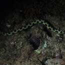 Image of Hawaiian spotted snake eel