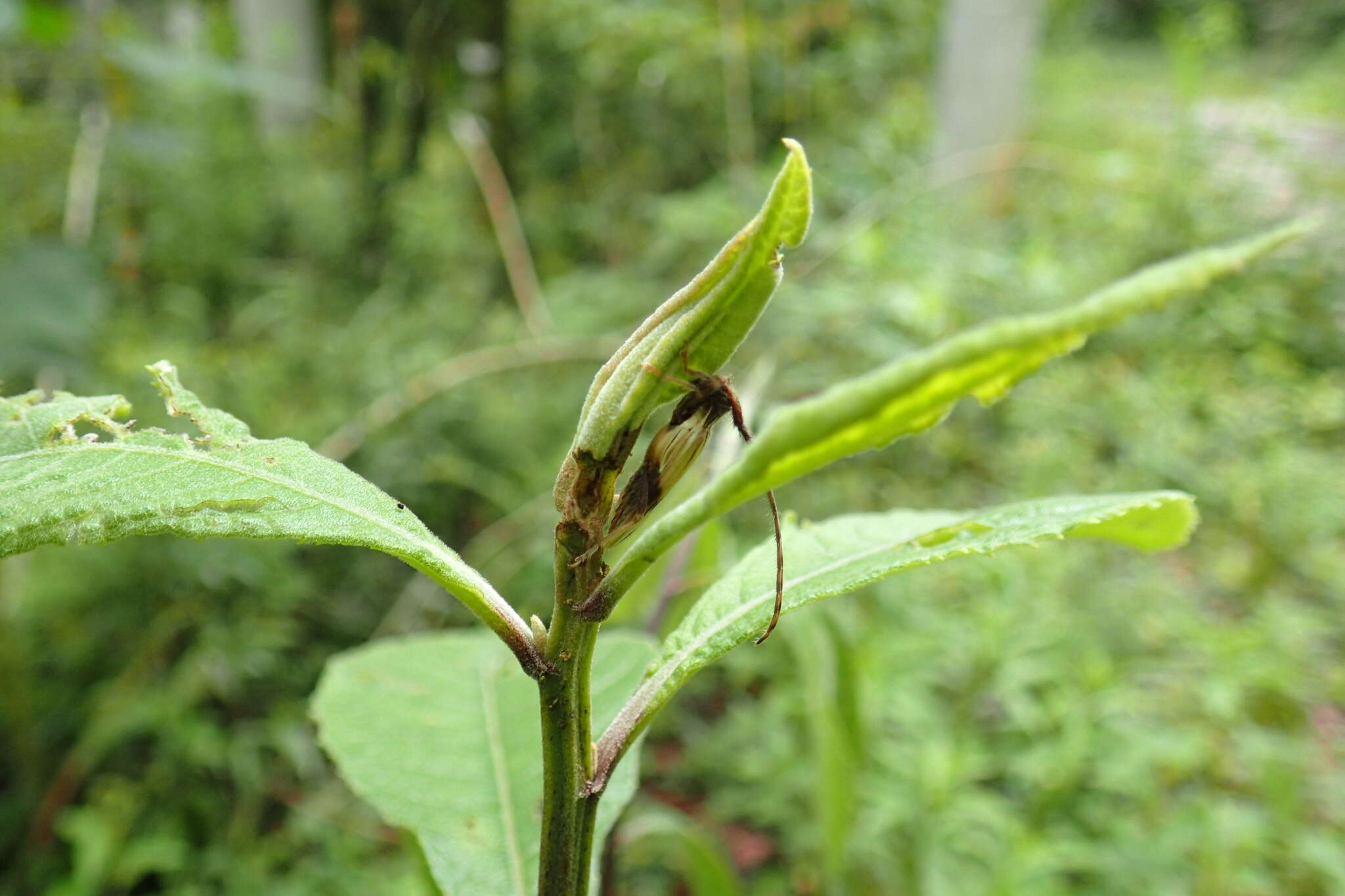 Слика од Recchia hirticornis (Klug 1825)