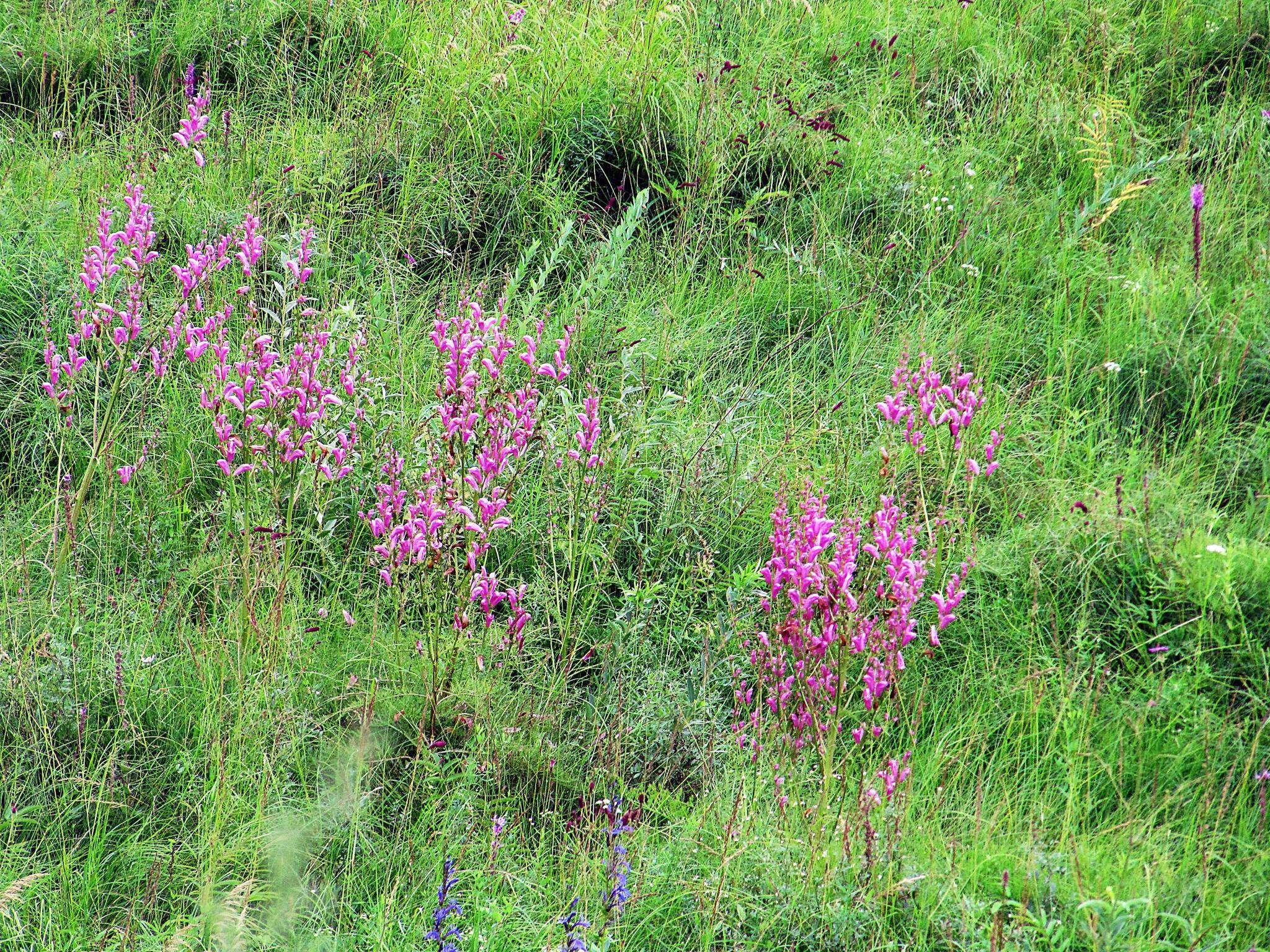 Слика од Pedicularis grandiflora Fisch.