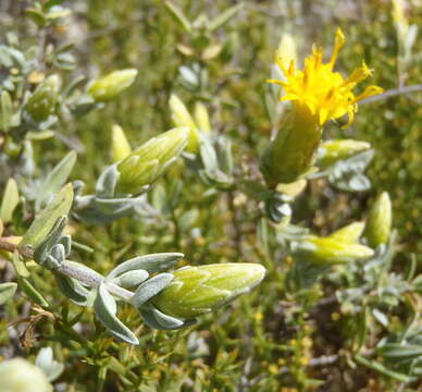 Image of Pteronia ovalifolia DC.