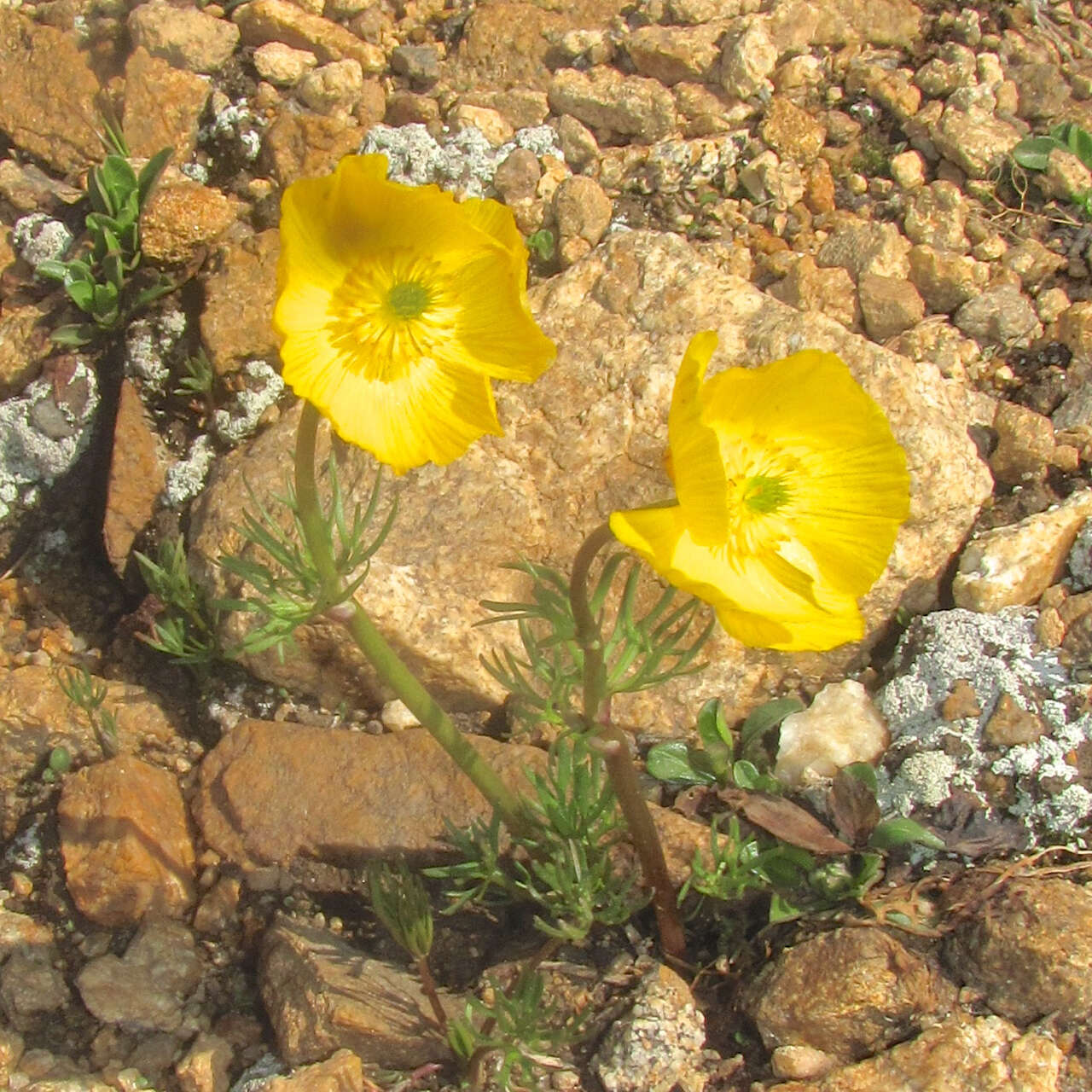 Imagem de Ranunculus adoneus A. Gray