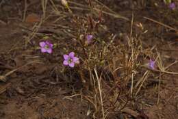 Image of Bridges' gilia