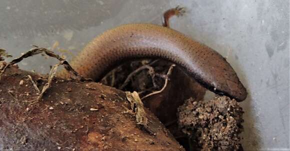 Image of Fine-spotted Mulch-skink