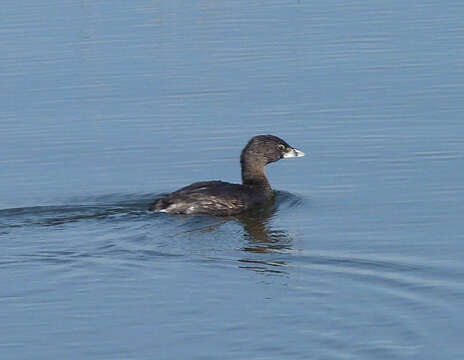 Image of Pied-billed Grebe