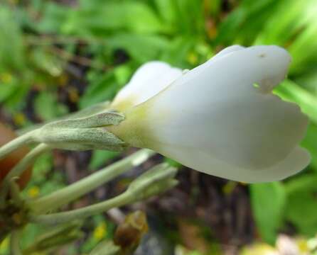 Слика од Primula obliqua W. W. Sm.