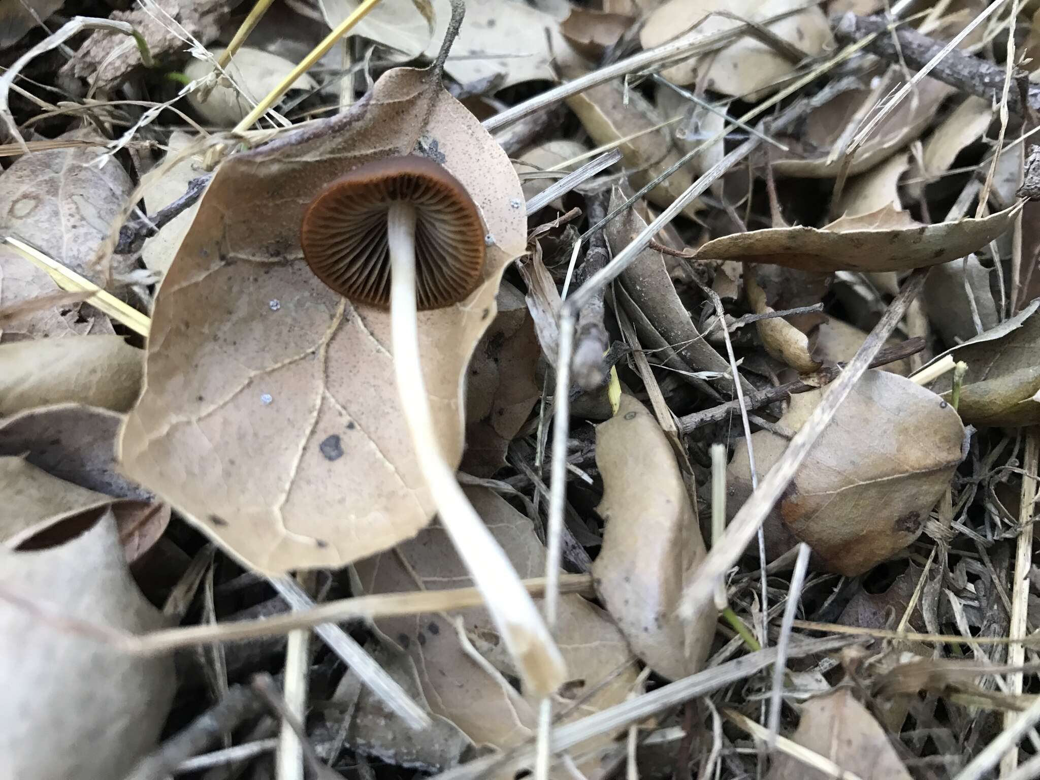 Image de Psathyrella atrospora A. H. Sm. 1972