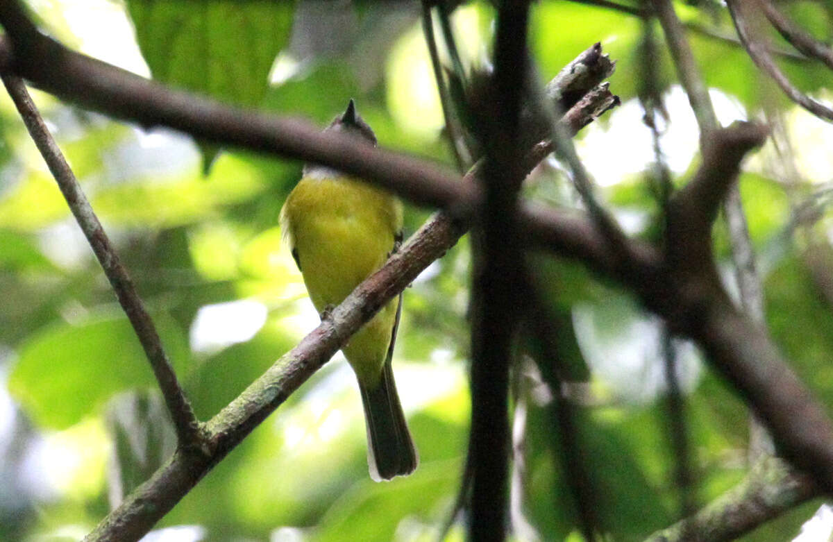 Image of Yellow-bellied Whistler