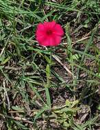 Image of Wilcox's phlox