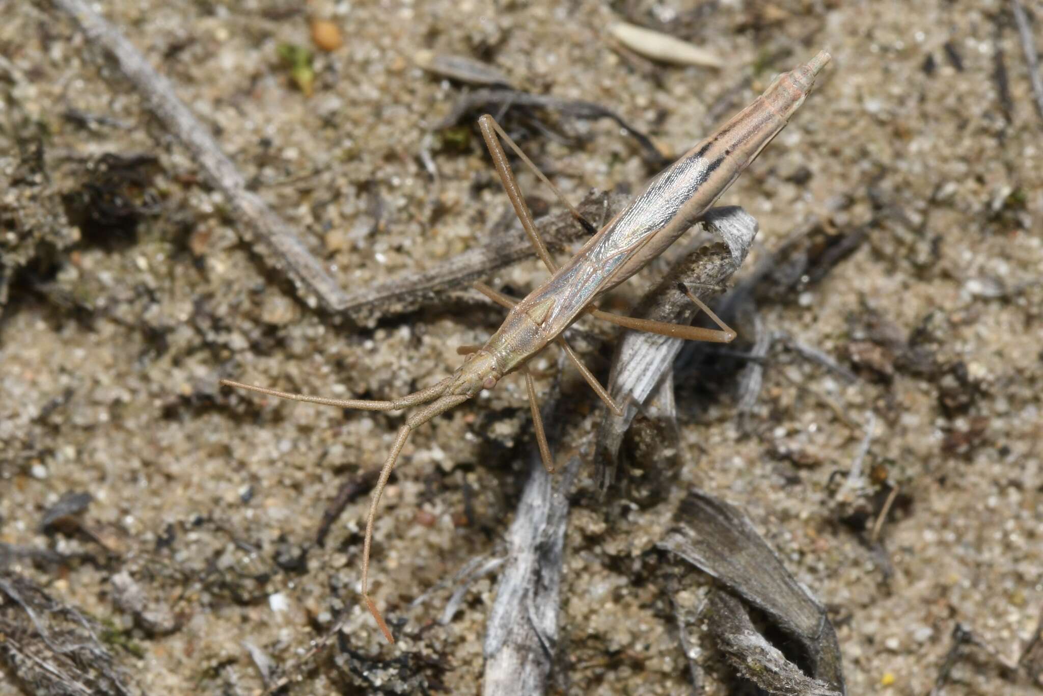 Image of Chorosoma gracile Josifov 1968