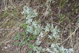 Imagem de Potentilla hippiana Lehm.