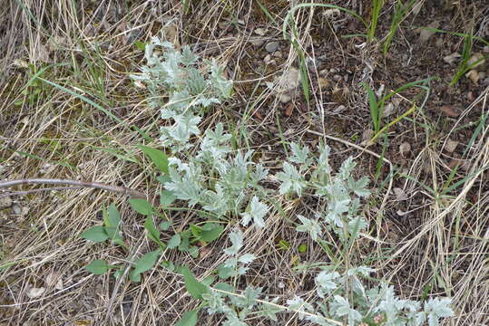 Imagem de Potentilla hippiana Lehm.