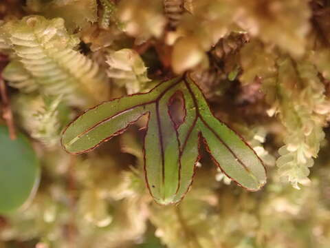 Image de Hymenophyllum armstrongii (Bak.) Kuhn