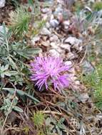 Слика од Centaurea ambigua Guss.