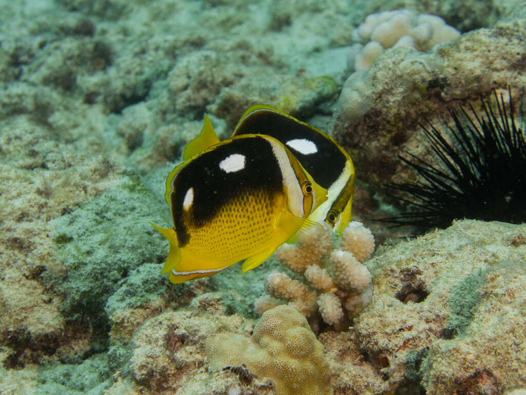 Sivun Chaetodon quadrimaculatus Gray 1831 kuva