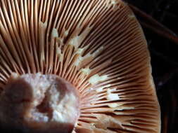 Image of Rufous Milkcap