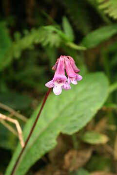 Image of Tetranema roseum (M. Mart. & Gal.) Standley & Steyerm.