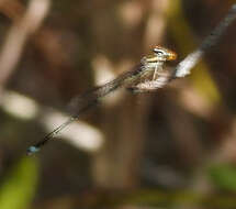 Image of Enallagma sulcatum Williamson 1922