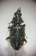 Image of Agonum (Agonum) marginatum (Linnaeus 1758)