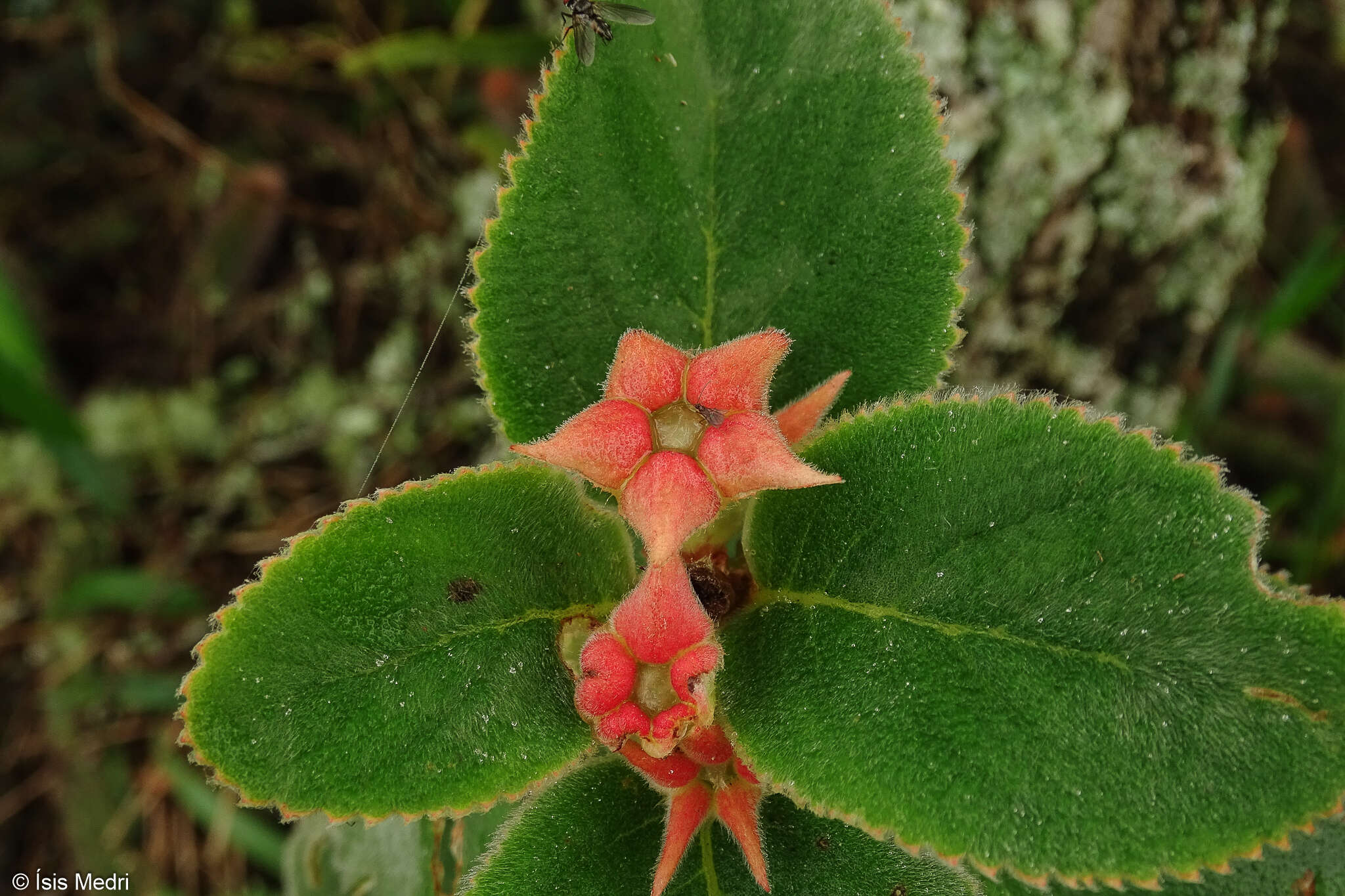Image of Paliavana sericiflora Benth.