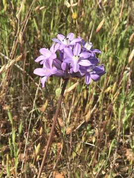 Sivun Dichelostemma multiflorum (Benth.) A. Heller kuva