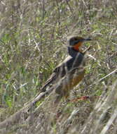 Plancia ëd Macronyx capensis capensis (Linnaeus 1766)