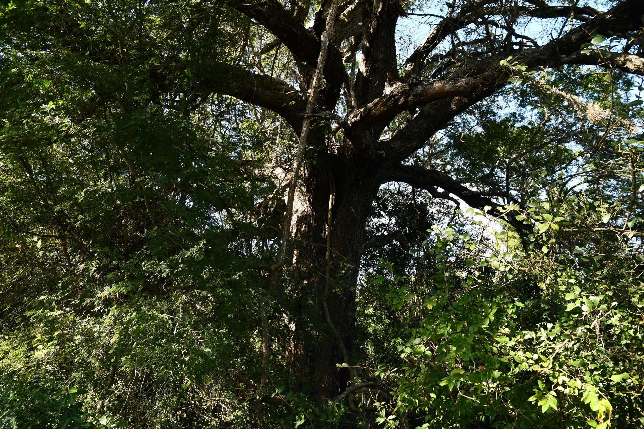 Image of Lebombo wattle