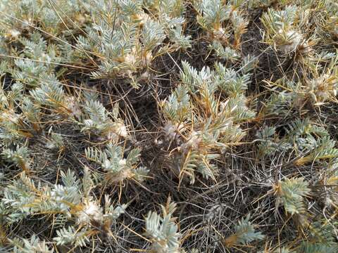 Image of Astragalus arnacanthoides (A. Boriss.) A. Boriss.