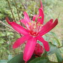 Image of Passiflora gritensis Karst.