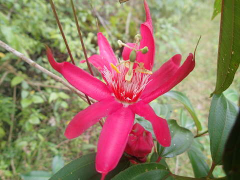 Image of Passiflora gritensis Karst.