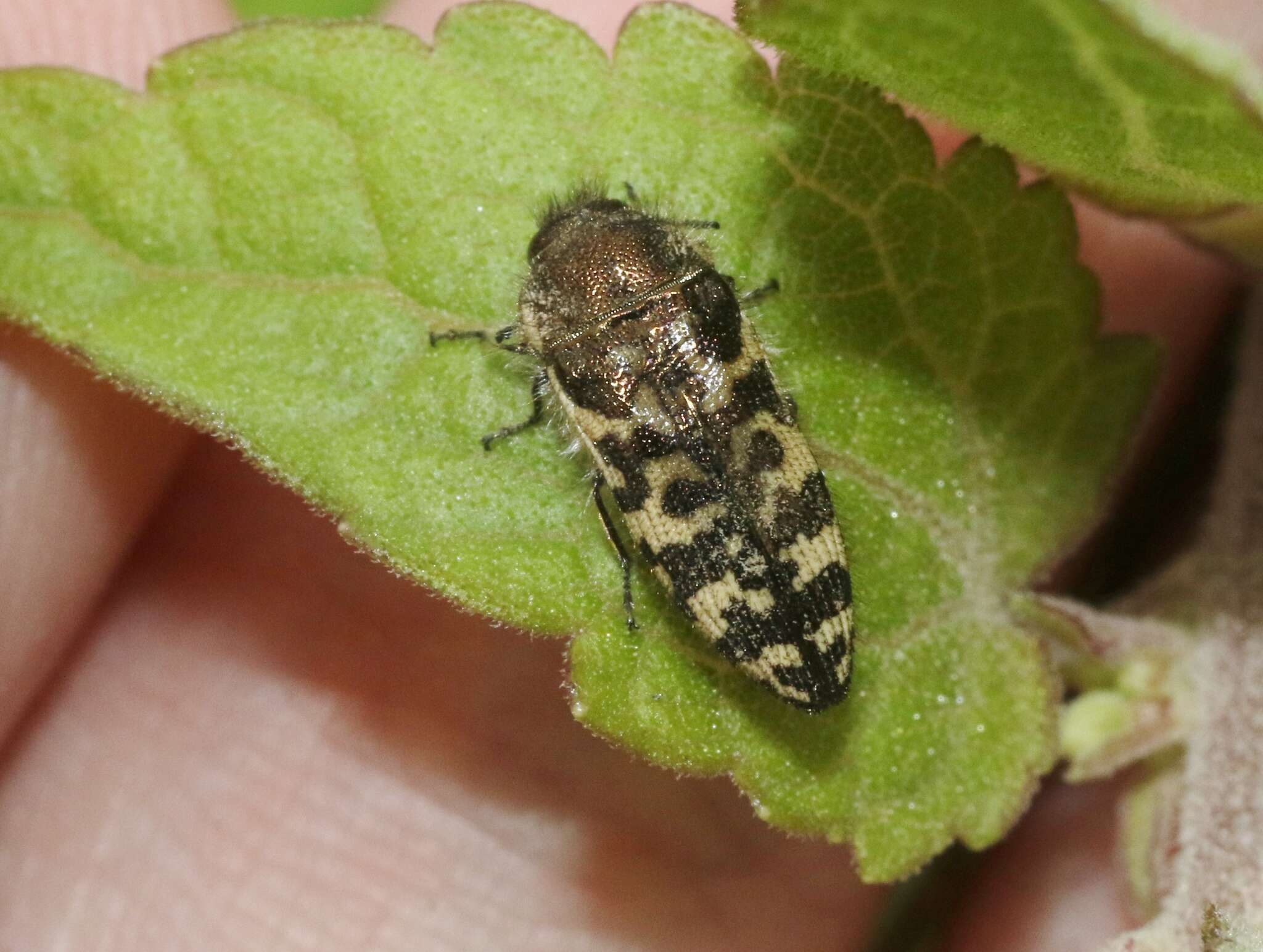 Image of Acmaeodera decipiens Le Conte 1866