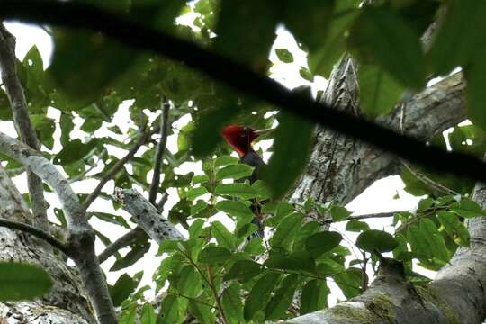 Image of Red-necked Woodpecker