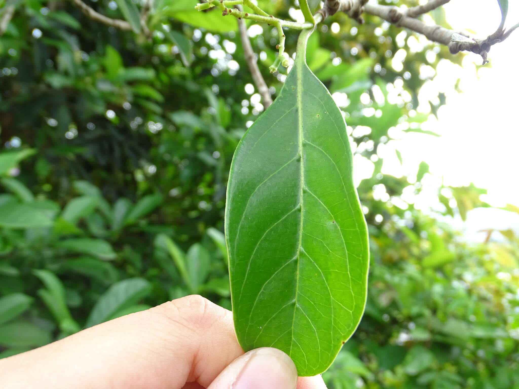 Image of Viburnum odoratissimum Ker-Gawl.